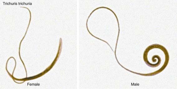 <p>Adult Whipworm</p><p>Humans and primates </p>