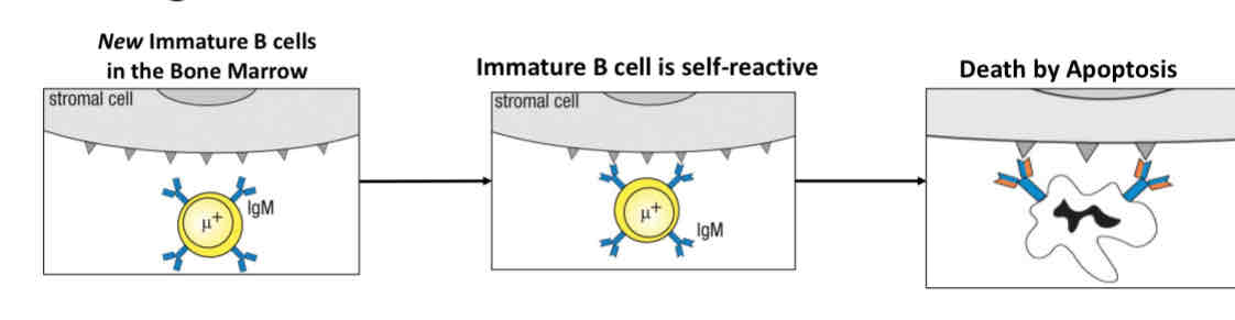 <p>Attempt at rescue</p><p>Immature B cells are retained in the bone marrow for receptor editing </p>