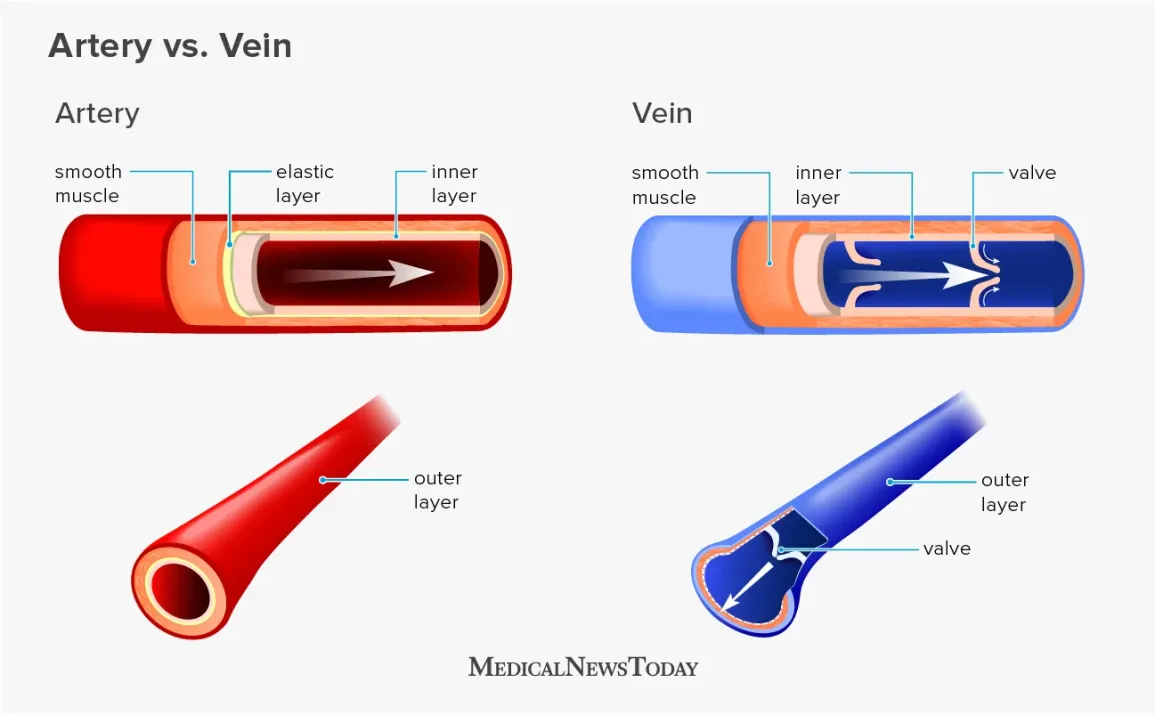 <p>Arteries have smaller diameters than veins. This is because arteries have a thicker wall, while veins have a much thinner wall. As a result, arteries have relatively narrow lumen, but veins have a much wider lumen. Both arteries and veins have 3 wall layers (tunica externa, tunica media, tunica intima). However, arteries have more smooth muscle and elastic fibers than valves do. Arteries do not have any valves, while veins do. </p>