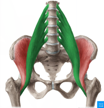 <p>Iliopsoas </p>