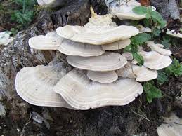 <p>What Phylum does the picture belong to? What is it?</p>