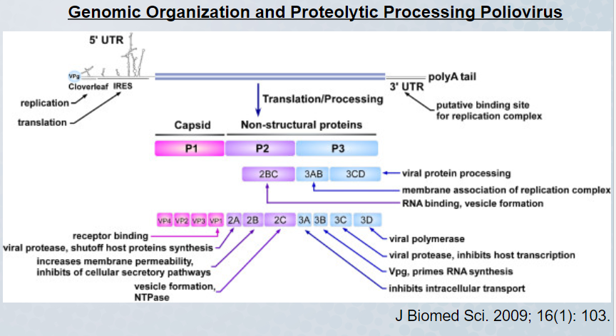 polyprotein processing and inhibiting host cell transcription 