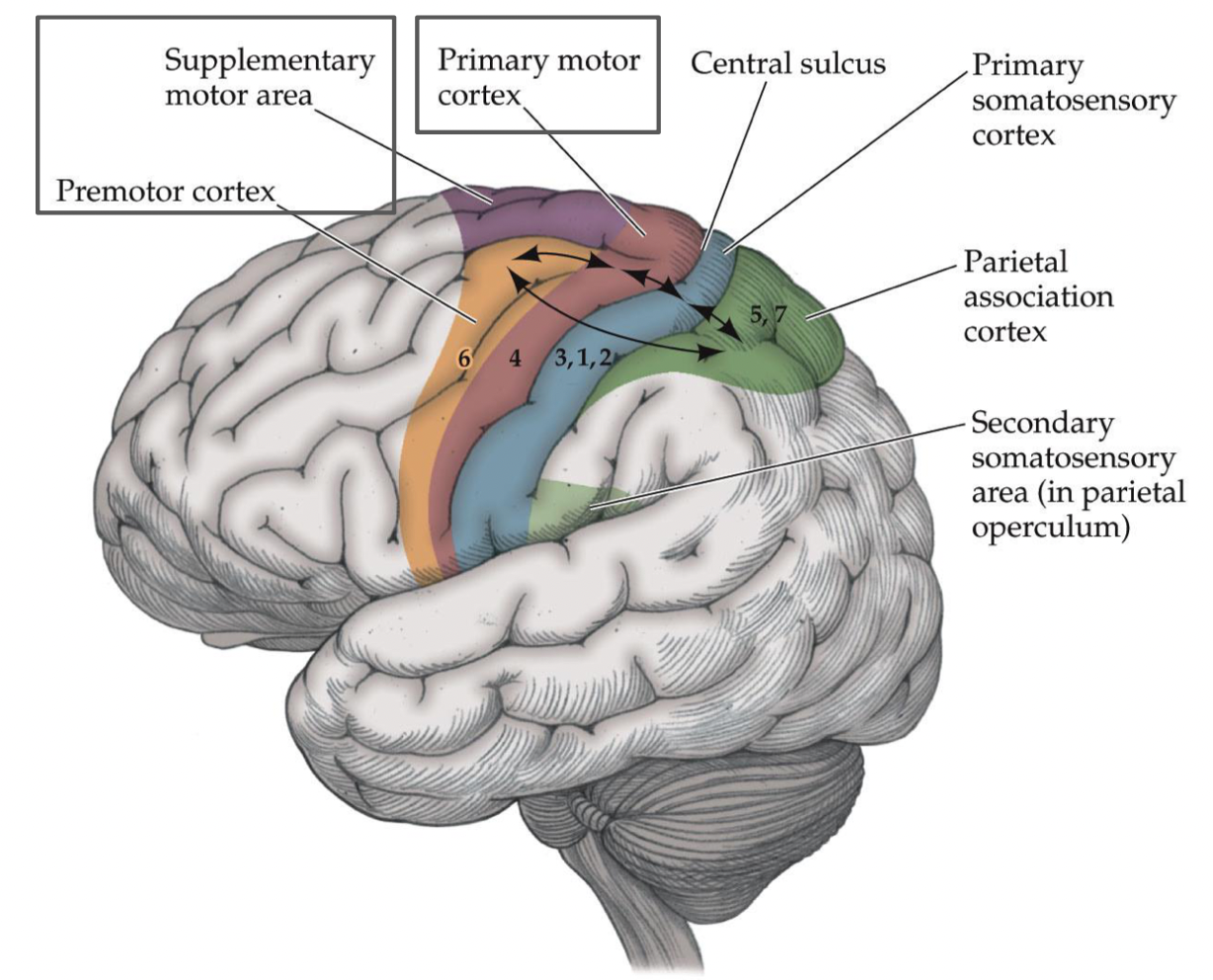 <p><strong><em>- anterior</em></strong> to primary motor cortex</p><p>- involved in <strong><em>higher-order movement planning</em></strong> and project to PMC</p><p>- lesions: deficits in <strong><em>movement planning</em></strong></p><p><strong><em>- reciprocal connections</em></strong> also exist b/w motor and sensory areas</p>