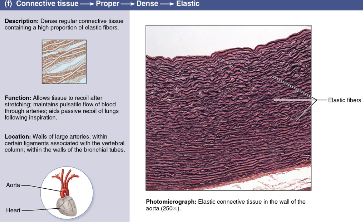 <p><span style="color: purple"><strong><em>Dense Connective Tissue</em></strong></span></p>