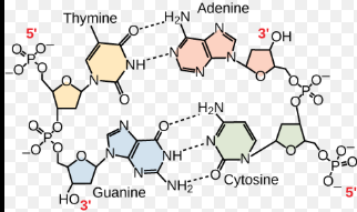 <p>DNA is a double helix means that it consists of two strands that twist around each other, resembling a special staircase.</p><p>This structure is caused by the specific paring of the nitrogenous bases (adenine with thymine and cytosine with guanine) and the interactions between the sugar-phosphate backbones of the strands.</p><p>The two stands are anti parallel, meaning one runs in the direction from the 5’ end to the 3’ end, while the other runs from the 3’ end to the 5’ end.</p><p>This anti parallel arrangement is essential for process like DNA replication and gene expression. <strong>(It is a nucleic acids polymer containing two strands, and each strand is an anti parallel 5’-3’ direction)</strong></p>