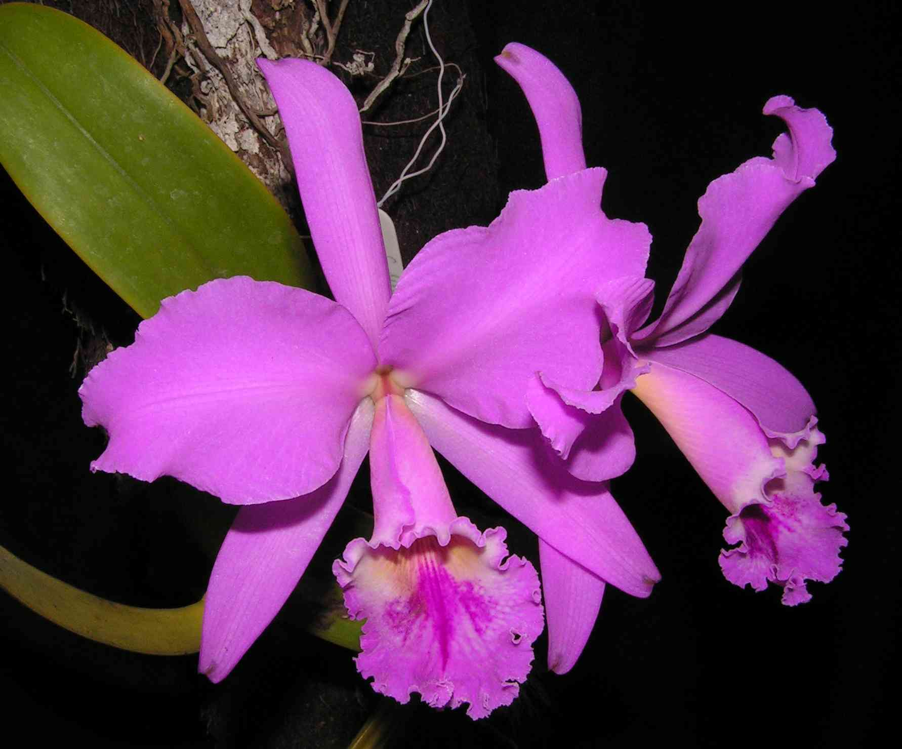 <p>orchids are in which group of flowering plants</p>