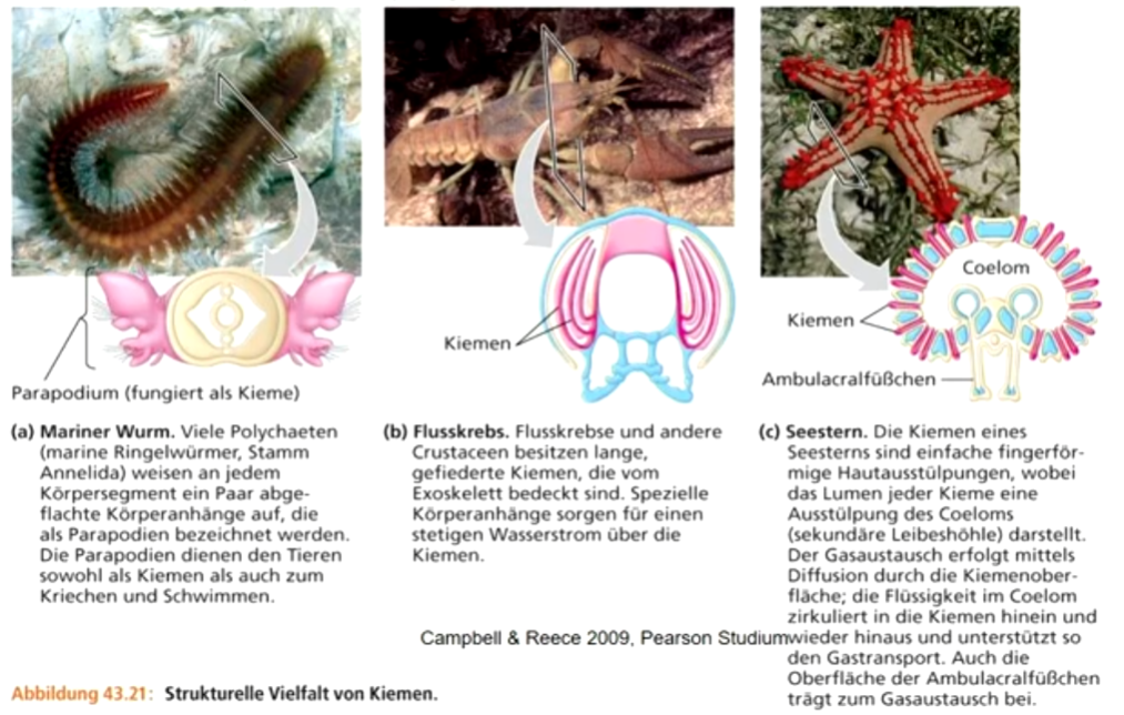 Beispiele bei Annelida und Krebsen: Kiemen mit großer Oberfläche Viele kleine Körperausstülpungen der Seesterne