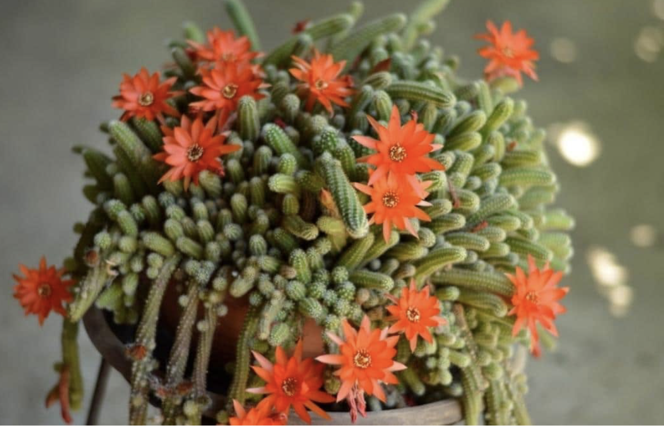 Flower 223
