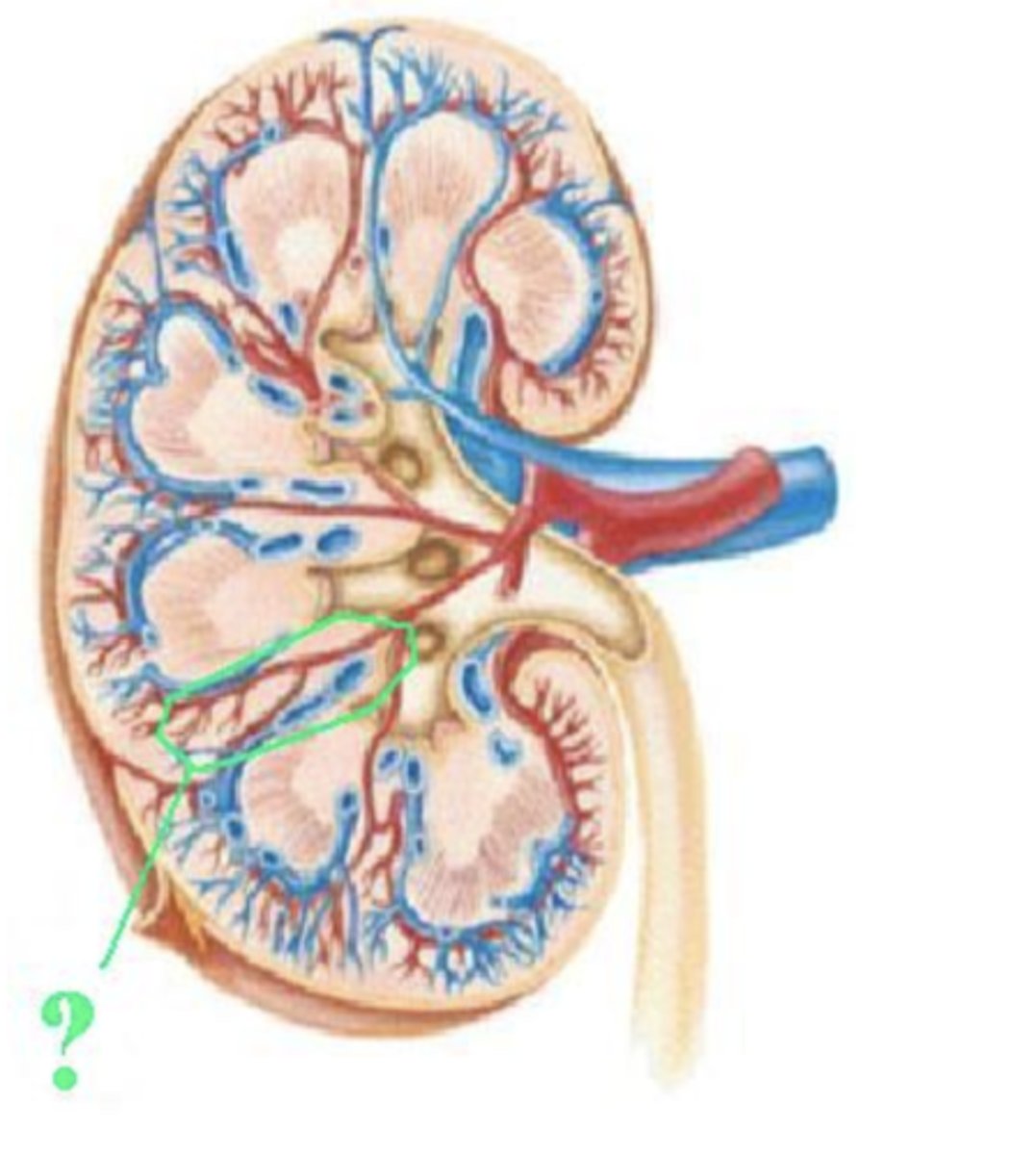 <p>renal column</p>
