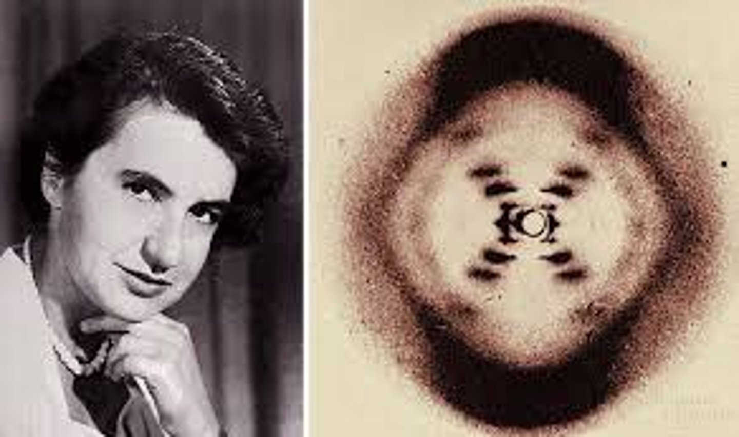 <p>Woman who generated the famous Photo 51 x-ray image of DNA, she povided Watson and Crick with key data about DNA (was not credited until after her death and did not receive the Noble Prize)</p>