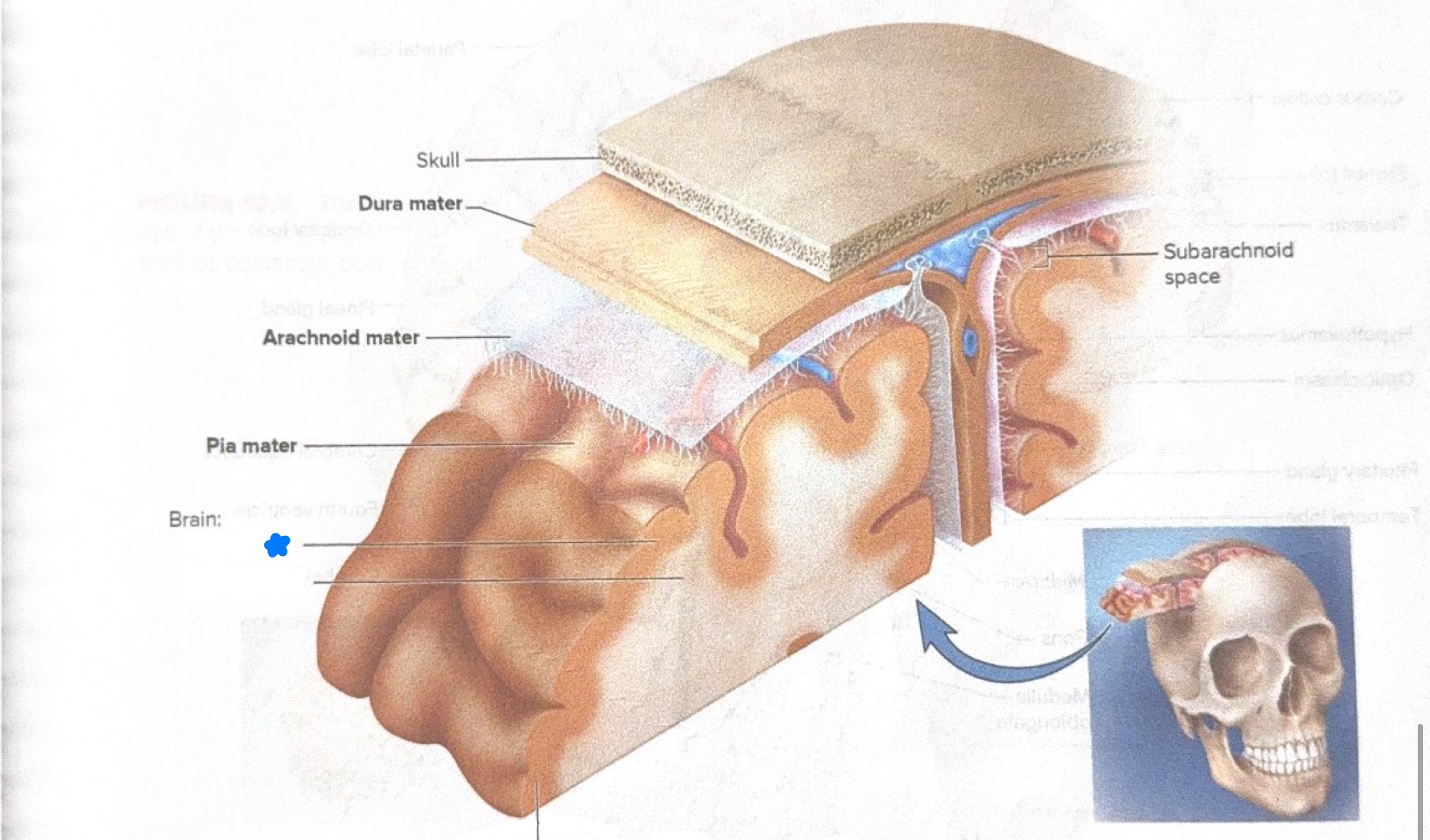 <p>What is starred in this photo? </p>