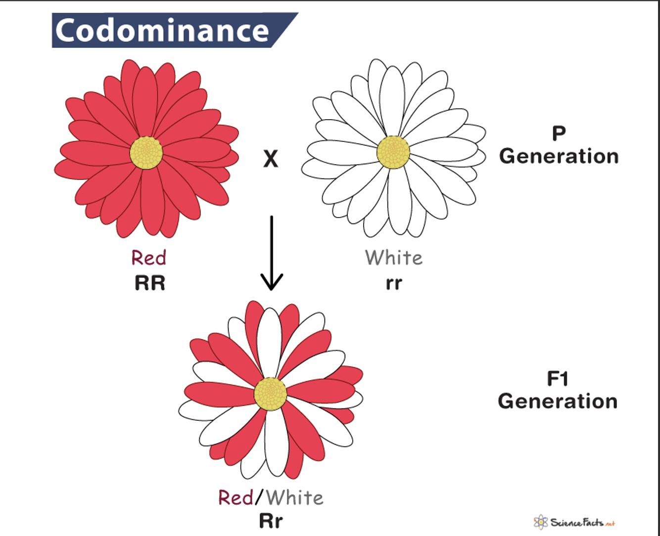 Different to incomplete dominance as it **expresses both alleles** in the phenotype 

SW 178