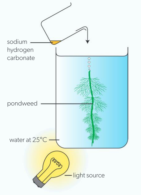 <p>measuring photosynthesis: co2 concentration</p>