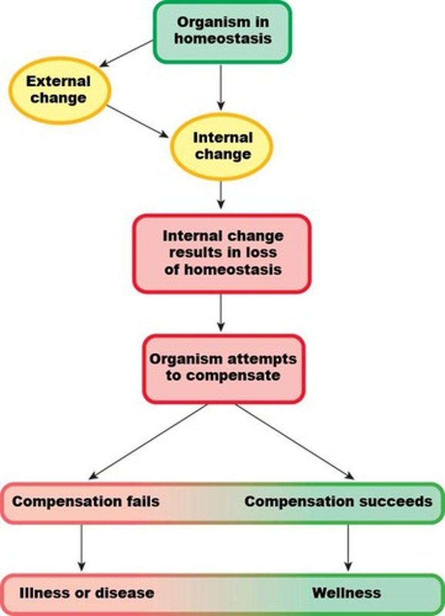 <p>The normal resting conditions of the body, including many variables such as blood glucose concentration, blood pressure, body temperature, and more.</p>