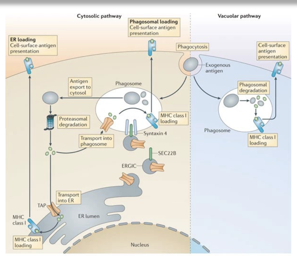 <ul><li><p>Uptake of exogenous antigen by specialized antigen-presenting cells (primarily dendritic cells) via phagocytosis or endocytosis</p></li><li><p>Antigen retention in early endosomes or phagosomes with limited acidification to prevent excessive degradation</p></li><li><p>Translocation of antigen from endosomes/phagosomes to the cytosol (cytosolic pathway) or processing within endosomal compartments (vacuolar pathway)</p></li><li><p>Proteasomal degradation of cytosolic antigen into peptides (cytosolic pathway)</p></li><li><p>Transport of peptides into the ER or ER–phagosome via TAP transporters</p></li><li><p>Loading of peptides onto MHC class I molecules with the help of the peptide-loading complex (e.g., tapasin)</p></li><li><p>Alternative vacuolar loading of peptides directly onto MHC class I within endosomes (TAP-independent pathway)</p></li><li><p>Stabilization of peptide–MHC class I complexes</p></li><li><p>Transport of peptide–MHC class I complexes to the cell surface</p></li></ul><p>allows cells to present on MHC I without actually being infected</p>