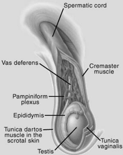 <ul><li><p>Scrotal skin</p><ul><li><p>Has many sweat glands that allow for cooling of the testis</p></li></ul></li><li><p>Cremaster muscle</p><ul><li><p>Located above the testis, closest to the body cavity.</p></li><li><p>Skeletal muscle that’s able to contract and relax in order to move testis closer or further away from the body</p></li></ul></li><li><p>Tunica dartos</p><ul><li><p>Smooth muscle layer, that wraps around the scrotal pouch</p></li><li><p>Long term contraction</p></li></ul></li><li><p>Pampiniform plexus</p><ul><li><p>Capillary network that is part of the spermatic cord that cools the testis</p></li><li><p>Veins wrap around the testicular artery in order to cool the blood going to the testis</p></li></ul></li></ul>