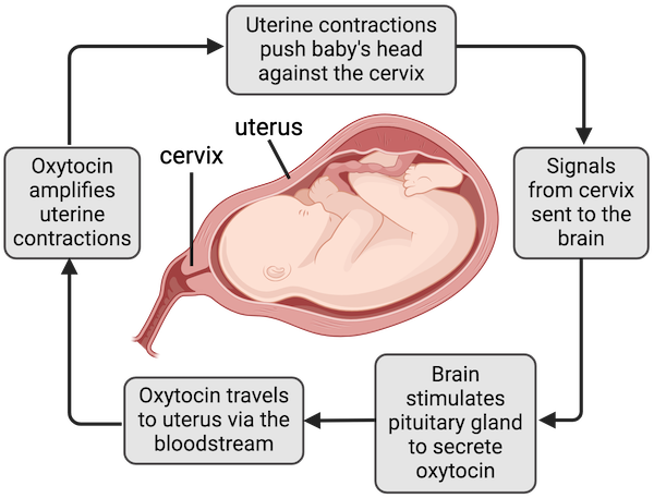 <p>Stimulus occurs, which then causes a response that amplifies the original stimulus. This leads to a cascade effect where the response continues to intensify until the stimulus is removed or a specific outcome is achieved. An example is childbirth, where contractions intensify until the baby is born. </p>