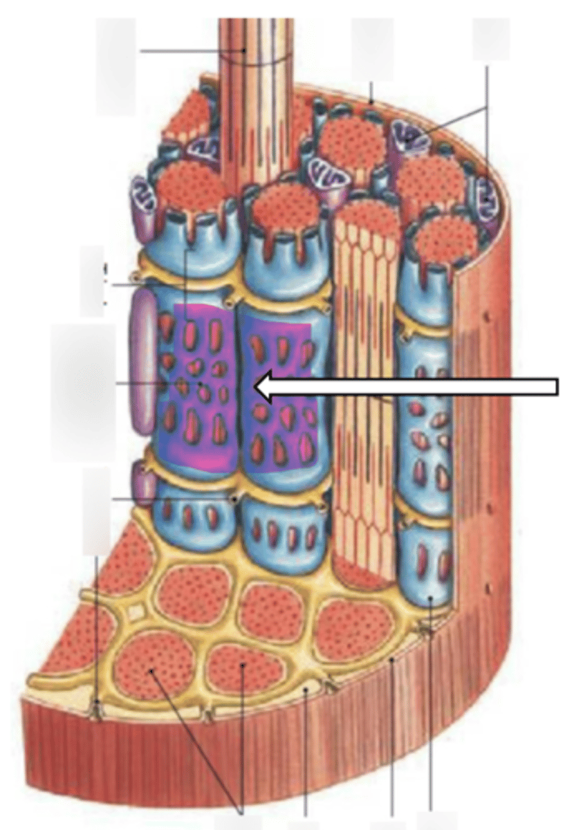 <p>name the structure</p>