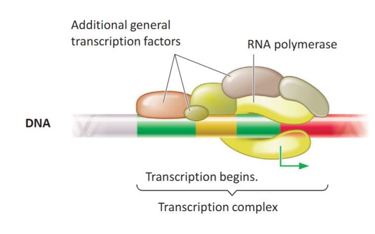 <p>A complex of general transcription factor proteins that bind to the TATA box and themselves after the promoter region is exposed on loosened chromatin. They recruit RNA polymerase II onto the promoter region.</p><p>A particular type of transcription factor has helicase activity, which can unwind double-stranded DNA only at the promoter (not the whole gene) and initiates transcription.</p>