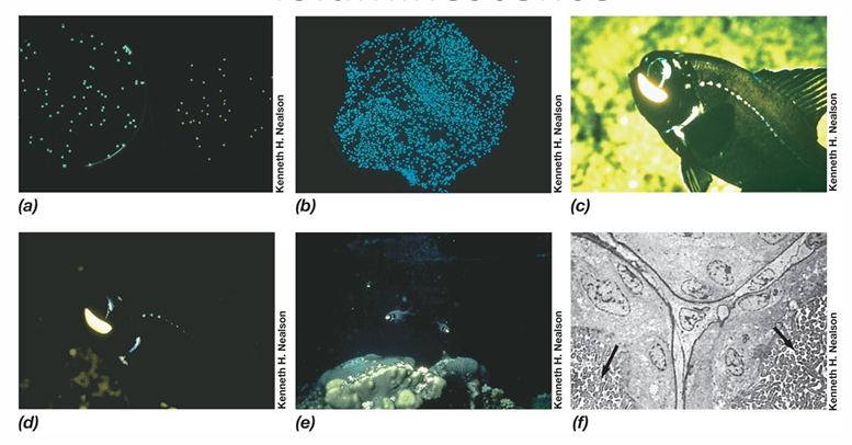 <p>What is Bioluminescence?</p>