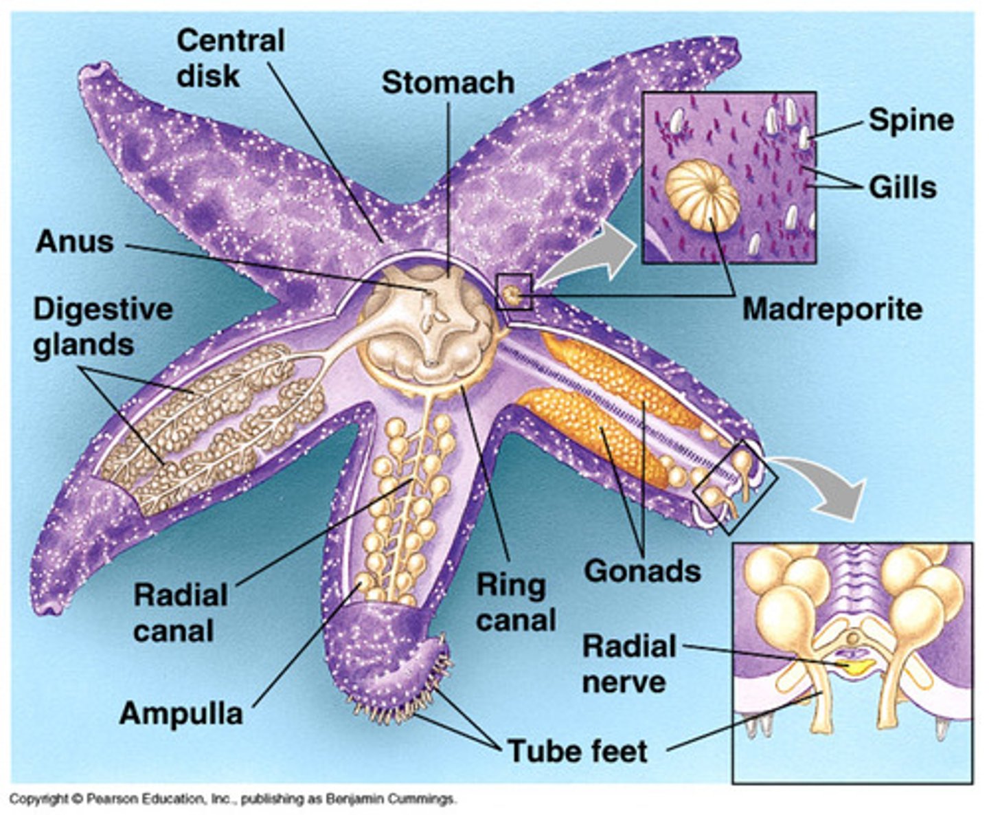 <p>transfers water to the rays of the starfish from the ring canal</p>