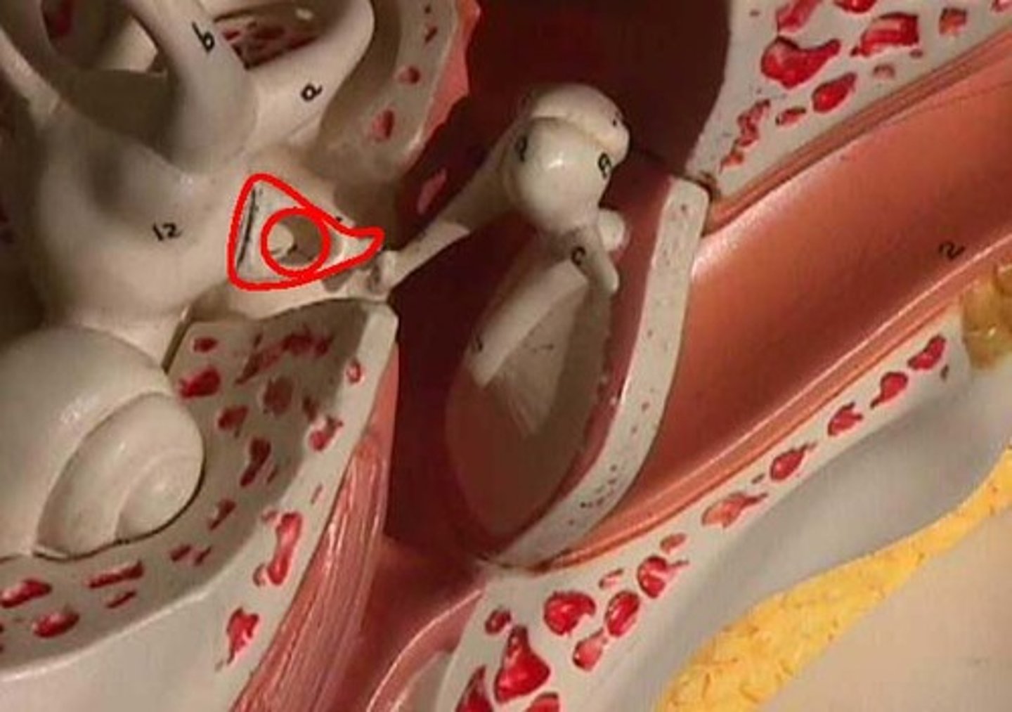 <p>what part of the ear is this?</p>