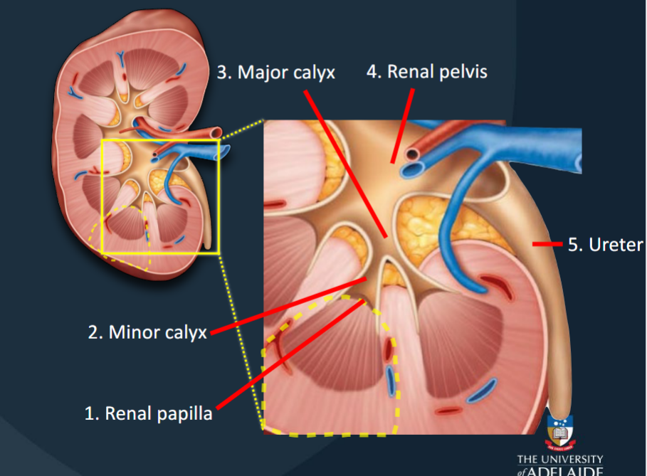 <p>Collects urine produced by a single kidney lobe.</p>