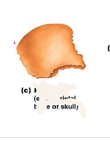 <p>bones of the ribs, shoulder blades, pelvis, and skull</p>