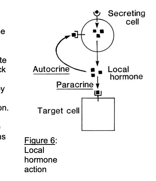 <ul><li><p>Immediate vicinity of secreting cell</p></li><li><p>transmit info to</p><p>→ neighbouring cells <strong>paracrine</strong></p><p>→ back to themselves <strong>autocrine</strong></p></li></ul><p></p>