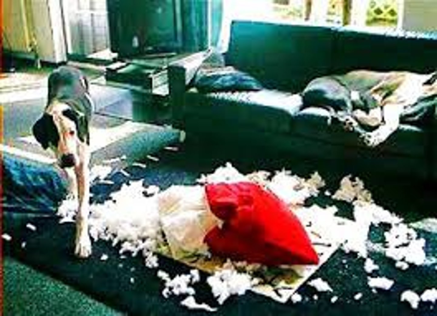 <p>disobedient</p>