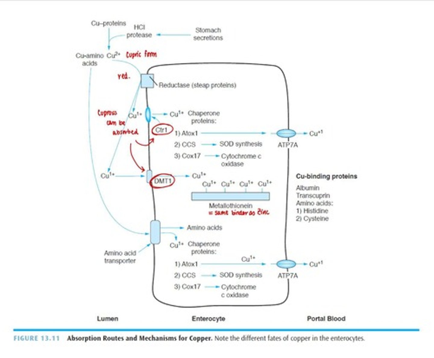 <p>Small amount via stomach; primarily absorbed in small intestine.</p>