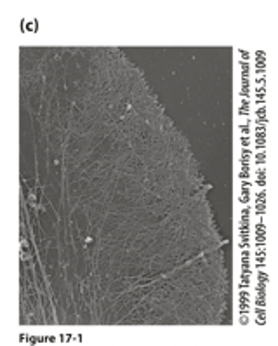 <p>_______ of the leading edge cytoskeleton : visualized by extracting the membrane and soluble components from the cell by detergent treatment and making a metal replica of the remaining filaments</p>