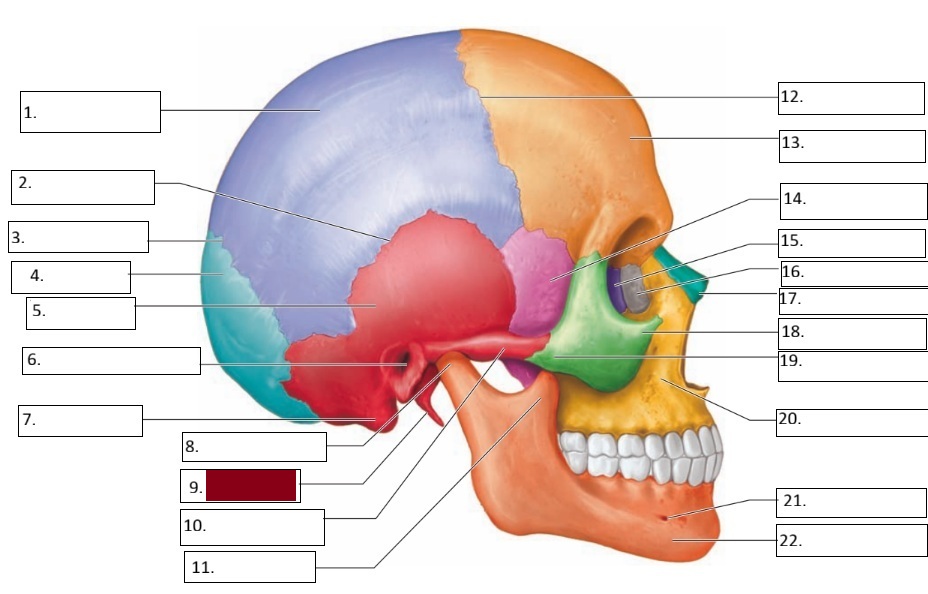 <p>9</p>