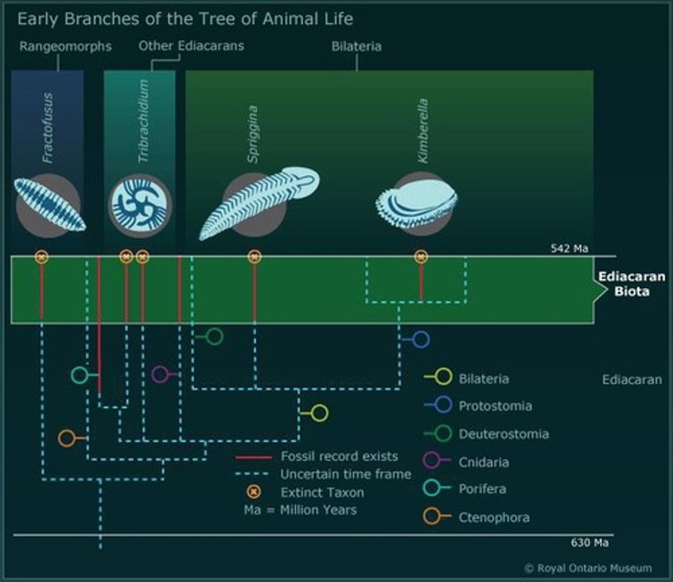 <p>The first fossils of soft-bodied, mostly sessile animals living around 575-542 million years ago.</p>