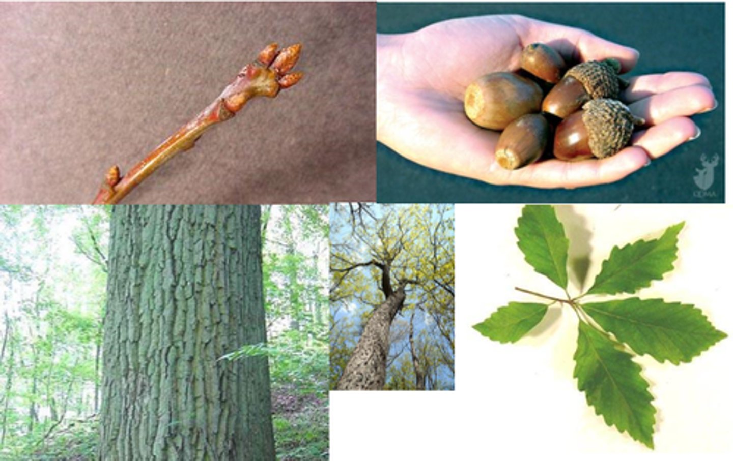 <p>Leaves with rounded, coarse teeth; deeply ridged bark; Jamesburg, Cheesequake.</p>