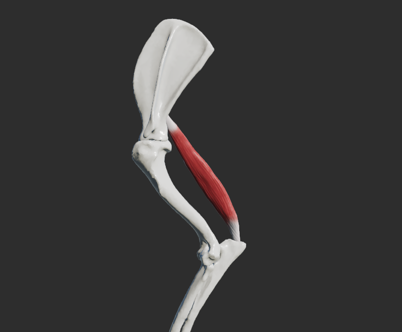 <p>odstup: margo caudalis scapulae, m. latissimus dorsi </p><p>úpon: mediální plocha olecranon ulnae, do fascia antebrachii</p><p>fce: napíná povázku předloktí</p><p></p><p>Fe: neexistuje jako samostatný sval</p>