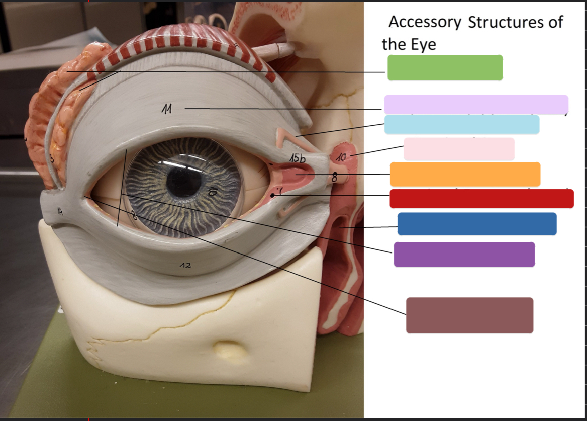 <p>What is this Accessory? (brown)</p>