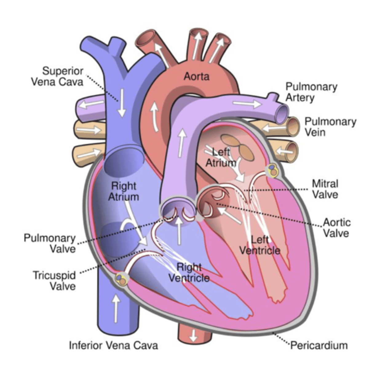 PAT 401 Cardiovascular Alterations (Week 1) Flashcards Knowt