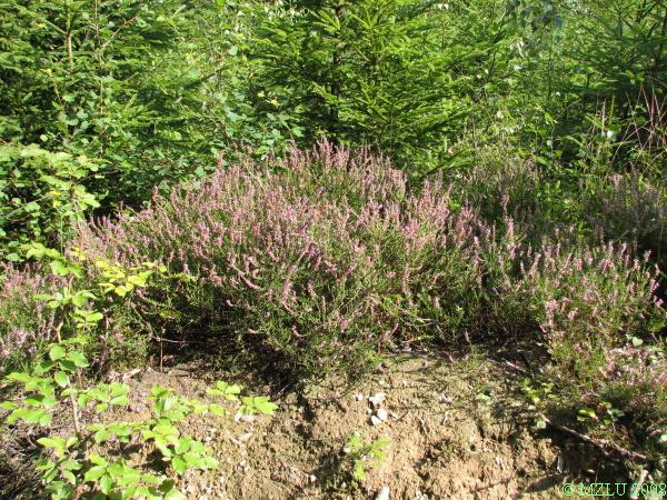 <p><span><em>Calluna vulgaris</em></span></p>