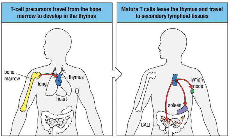 <ol><li><p>Hematopoietic stem cells → T cell precursors (bone marrow)</p></li><li><p>Precursors travel to the <strong>thymus </strong>(near the heart)</p></li><li><p>Develop into <strong>naïve T cells</strong> in the thymus</p></li><li><p>Naïve T cells exit → <strong>secondary lymphoid tissues</strong><br><em>“T” stands for “thymus.”</em></p></li></ol><p></p>