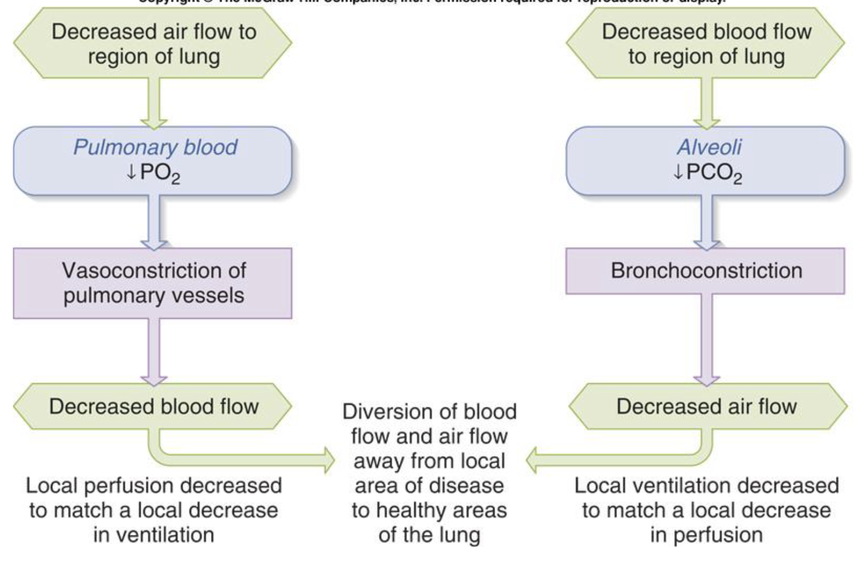 <ul><li><p>local responses in the lung are different</p></li><li><p>low oxygen in the airways cause the blood vessels going to that part of the lung to constrict</p></li><li><p>hypoxia in the lungs constricts arterials</p></li></ul><p></p>