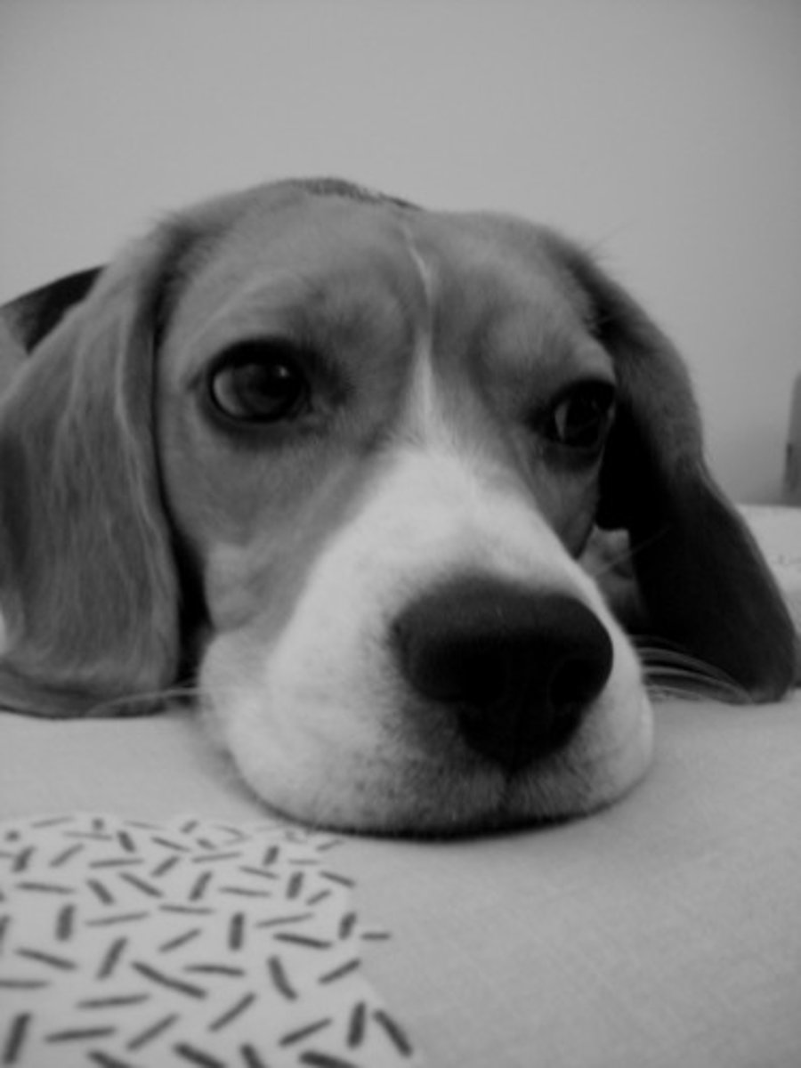 <p>dreamily thoughtful; contemplative</p>