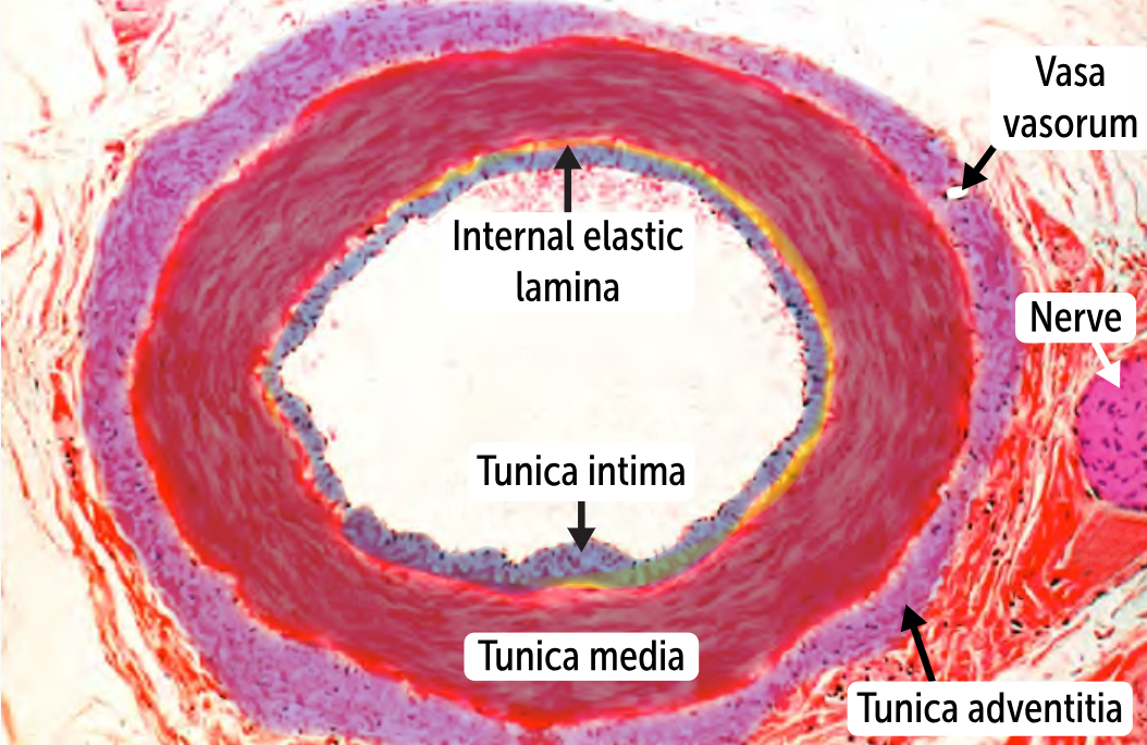 <p>Muscular arteries </p><ul><li><p>a step down a size from elastic arteries. </p></li><li><p>Ex. smaller branches off the aorta (ie, the coronary and renal arteries). </p></li><li><p>The defining feature is the relatively scant elastin in the tunica media</p></li><li><p>Thick walls to contain the high pressures but don’t require a lot of elastin because they don’t deal with large systolic-diastolic pressure differences (they are farther from the heart).</p></li><li><p>These arteries maintain perfusion to key organs like the heart and kidneys. In hypotensive states, they can contract quite a lot to do so.</p></li></ul><p></p>