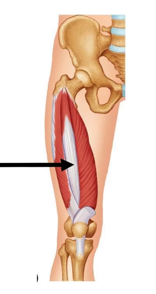 <p>Beneath Rectus Femoris</p>