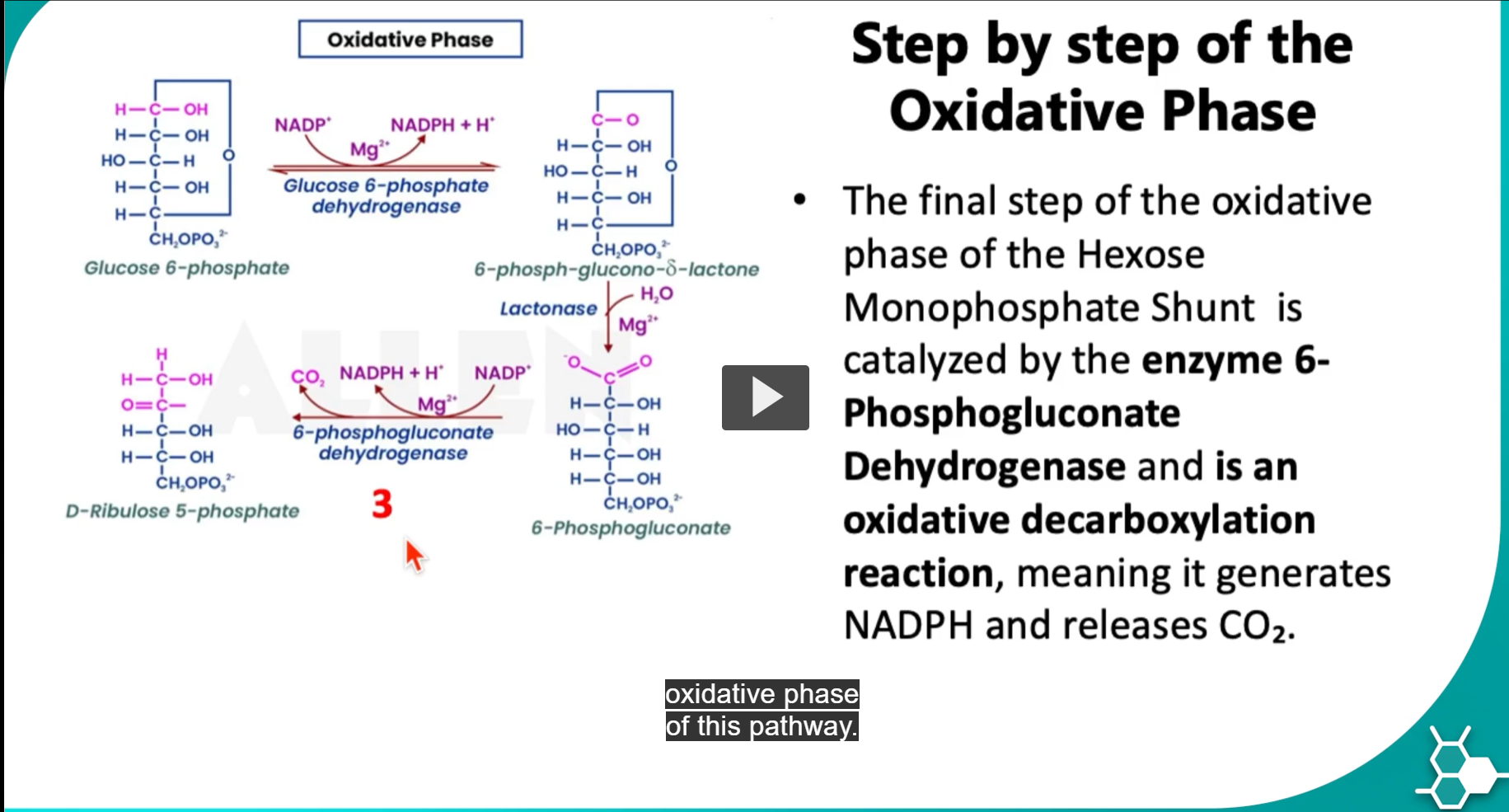 <p>in the third step and final step,</p><ol><li><p><strong>6-phosphogluconate</strong>, binds to enzyme <strong>six-phosphogluconate dehydrogonase</strong></p></li><li><p>once this binding happens, <strong>NADP</strong> <strong>extracts a hydride </strong>from<strong> C3,</strong> oxidizing 6-phosphogluconate at <strong>carbon 3</strong> forming <strong>NADPH</strong>.</p></li></ol><p>• A <strong>hydride (H⁻)</strong> is <strong>transferred</strong> from <strong>C3</strong> to <strong>NADP⁺, </strong>That hydride contains 2 electrons + 1 proton = NADP⁺ → NADPH</p><p>So only one hydride is transferred.</p><p><u>what happens at C3?</u></p><p>• The hydrogen on C3 leaves as a <strong>hydride (H⁻)</strong><br>• That hydride goes to <strong>NADP⁺ → NADPH</strong><br>• The OH is converted into a carbonyl. </p><p><u>C2?</u></p><p>No hydrogen from C3 OH migrates to C2, instead, Because after decarboxylation, there is:</p><p>• An enol intermediate<br>• Protonation from solvent<br>• Tautomerization</p><p>That proton comes from <strong>water</strong>, not from C3.</p><p></p><p>So yes — C3 loses <strong>one hydride (2e⁻ + H⁺ equivalent)</strong>.</p><p>It does <strong>not</strong> lose two separate hydrogens.</p><p>Only one hydride is transferred.</p><p>An extra proton appears in solution with NADPH to get NADPH + H. </p><p>Oxidation of <strong>6-phosphogluconate at C3</strong></p><p>Formation of <strong>ribulose-5-phosphate after CO₂ leaves</strong></p><p>An additional H⁺ appears in solution.</p><ol><li><p>this will form an unstable intermediate that will <strong>release CO2</strong> (the CO2 that had the negative charge on top of <strong>6-phosphogluconate)</strong> and form ribulose-5-phosphate. (because the carbon was lost)</p></li></ol><p>-this <em>D-ribulose-5-phosphate</em> will now be used for the non-oxidative phase of this pathway.</p>