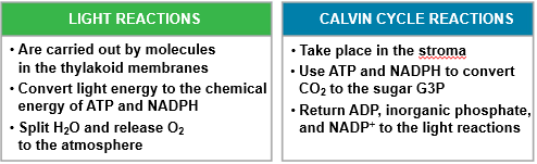 Side-by-Side of Light Reactions & Calvin Cycle Reactions