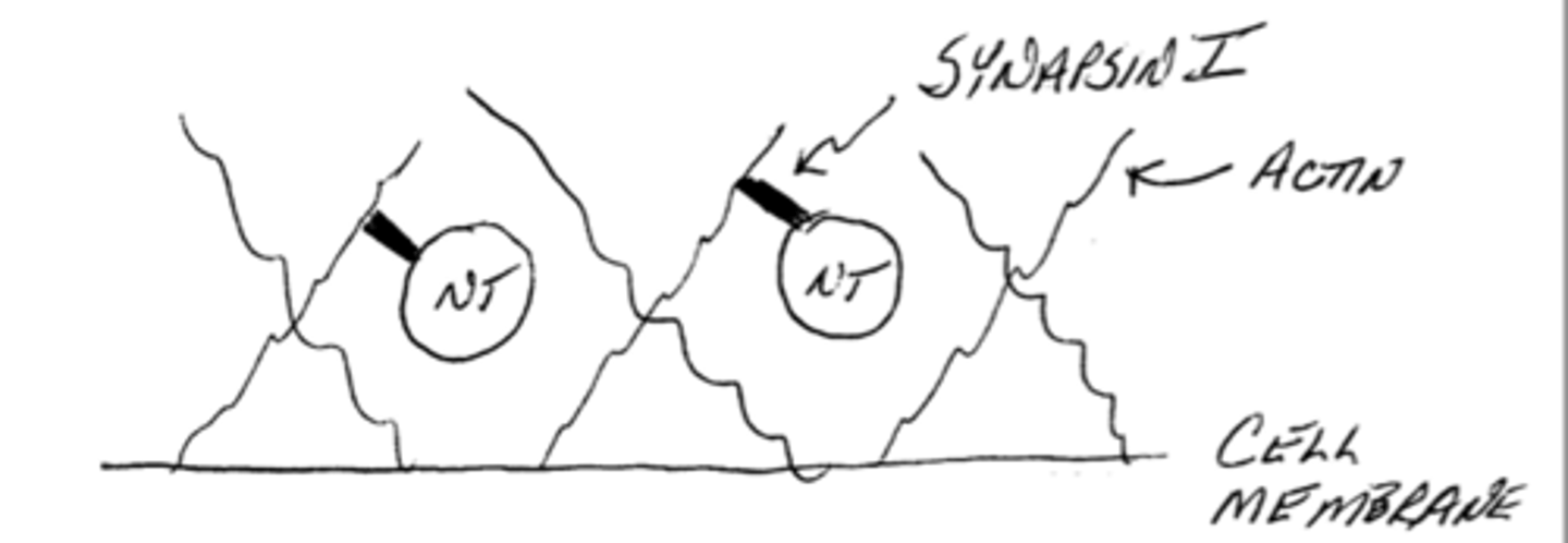 <p>1. actin filaments: forms a thicket</p><p>2. synapsin I: forms the physical link connecting the vesicle to the actin filaments</p>