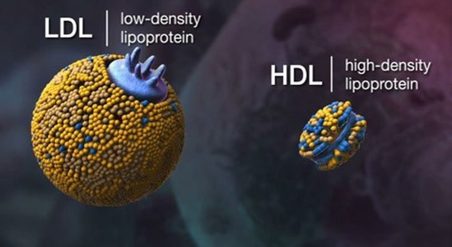 <p>(D) None of the above statements are false.</p><p>Each of the following statements is true:</p><p>(A) LDL and HDL are both mainly composed of cholesterol.</p><p>(B) HDL is associated with apolipoproteins that will recover excess cholesterol from the blood vessels.</p><p>(C) LDL is associated with most of the cholesterol measured in the blood, and delivers cholesterol to cells.</p>