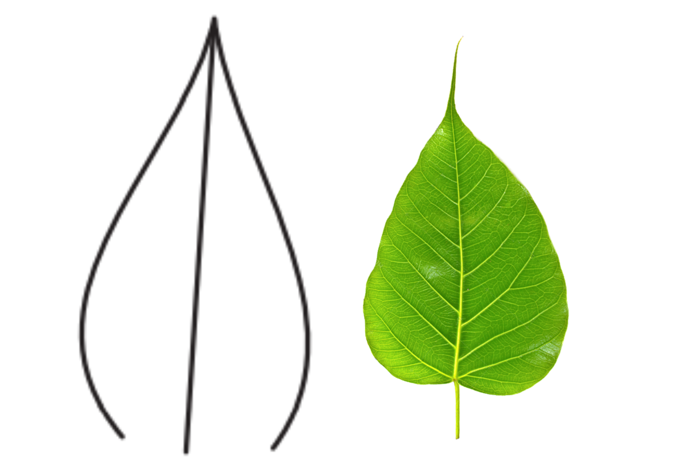 <p>Leaf apices</p>