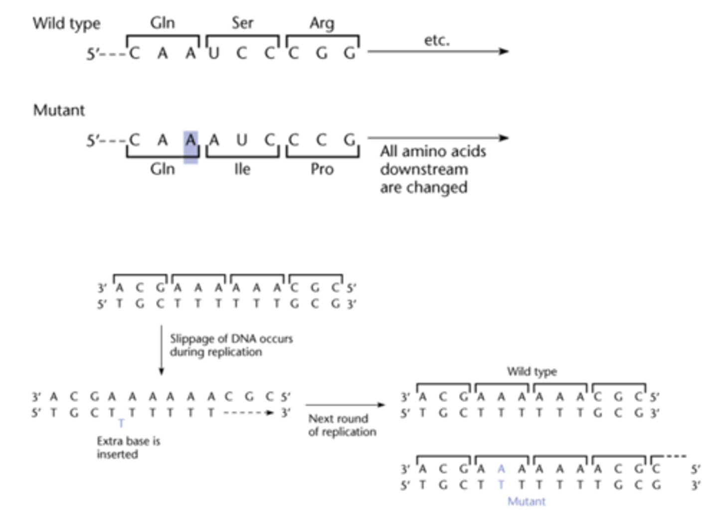 <p>They can misalign all other codons within that sequence</p>